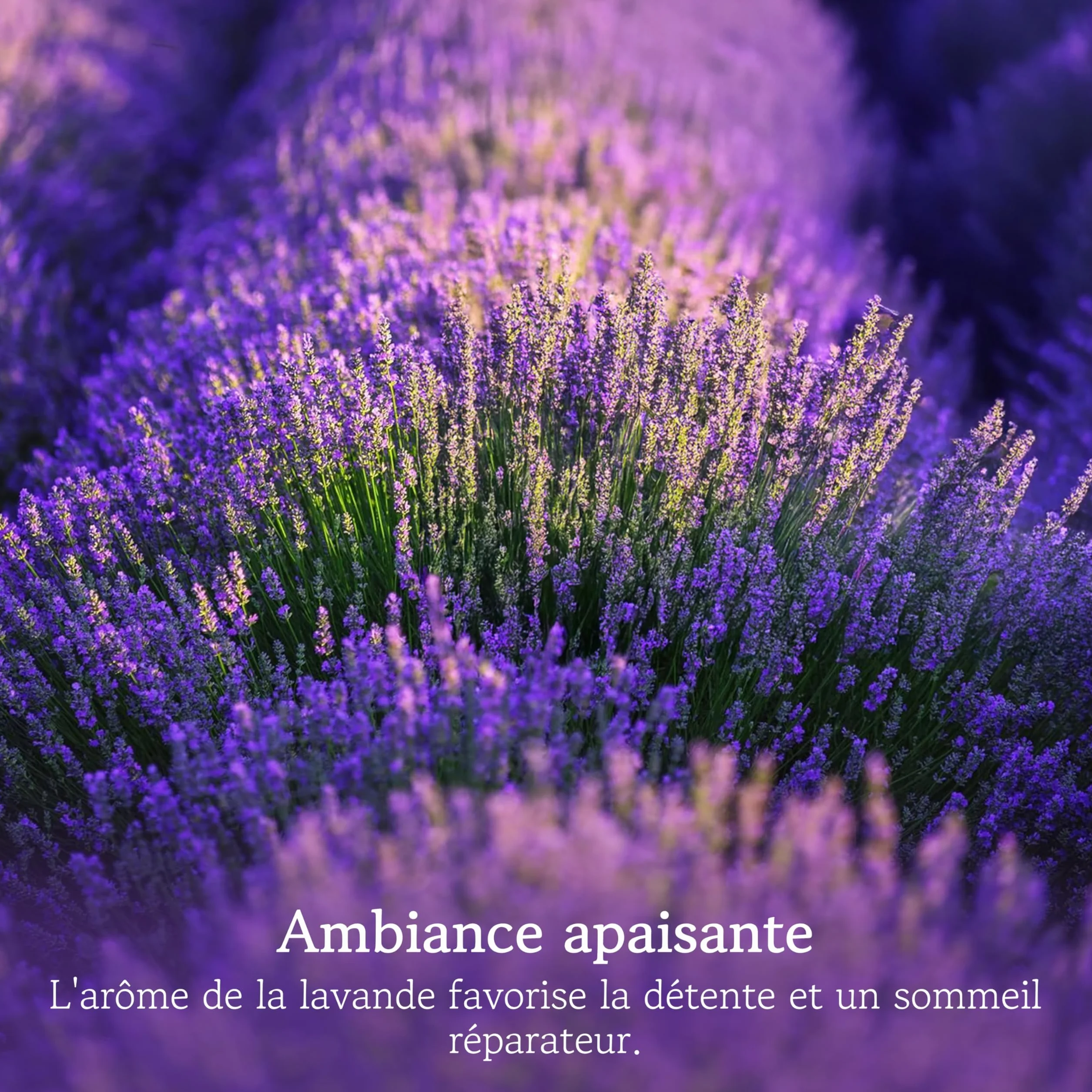 LAVODIA Sachets Parfumés Lavande 20x6g Désodorisant pour Armoire et Voiture