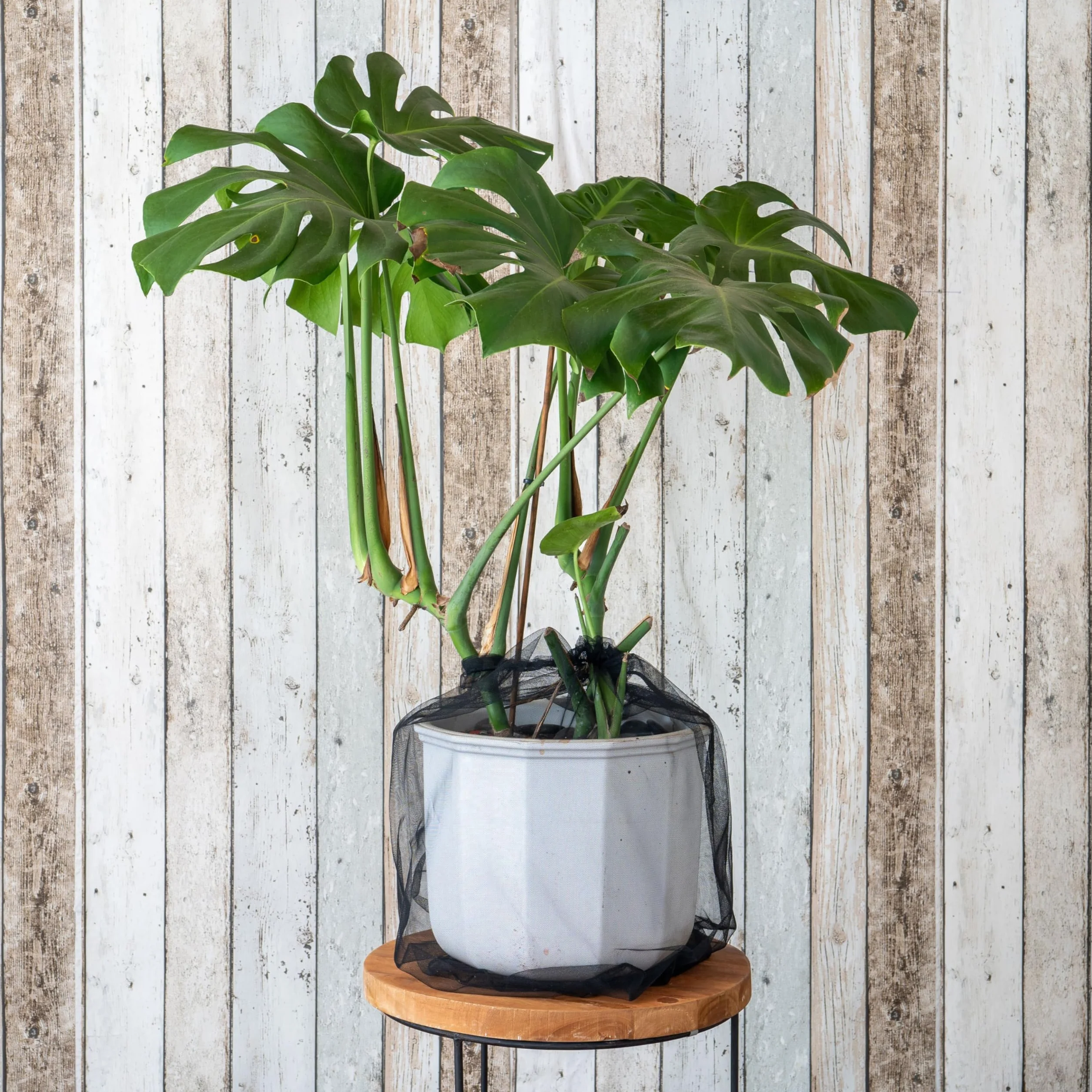 Filet de Protection des Plantes Sécurité Enfants 2 pcs Nylon Noir Ø 30 cm