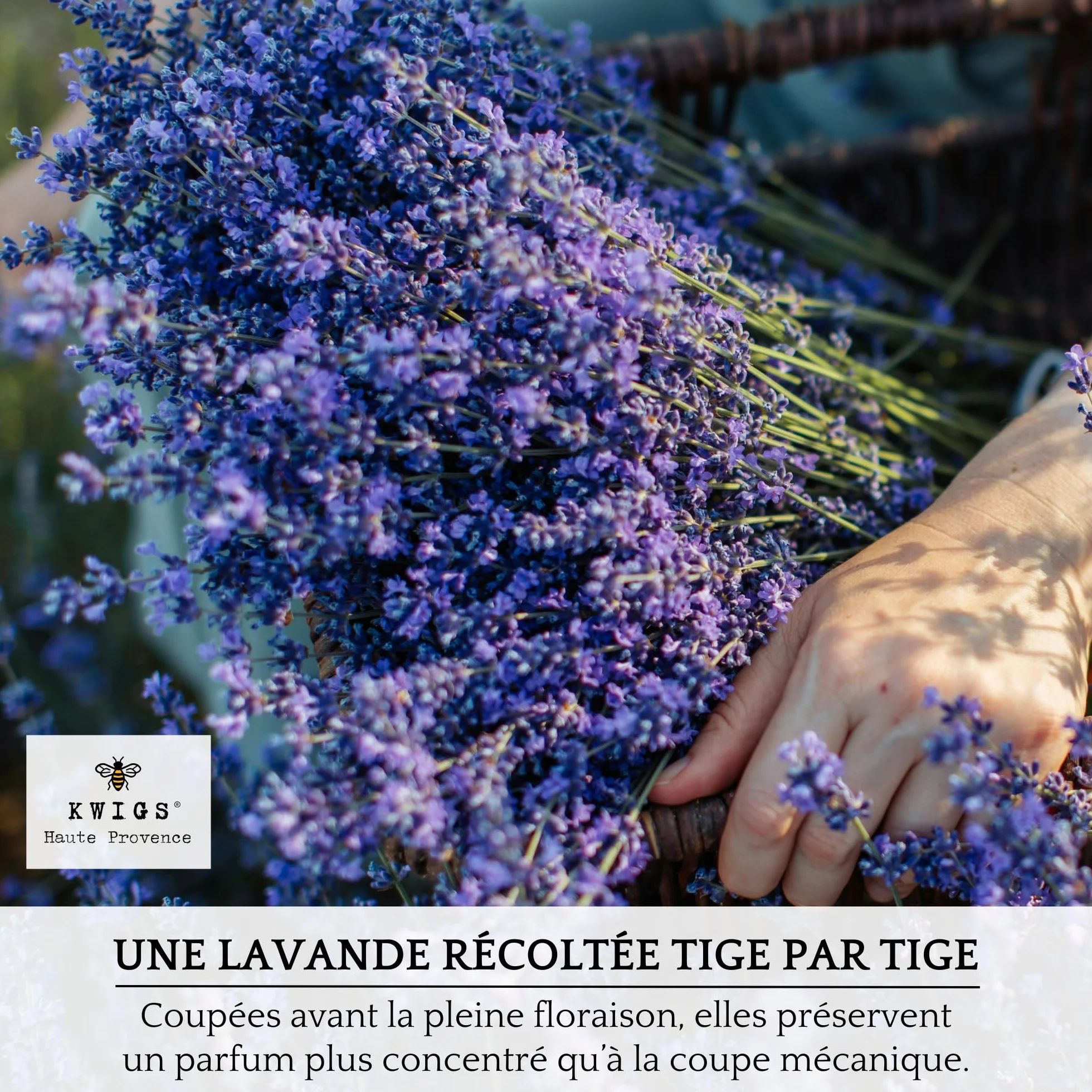 Lavande Séchée Provence 12 Sachets en Jute Doublée pour Placards Linge Armoire