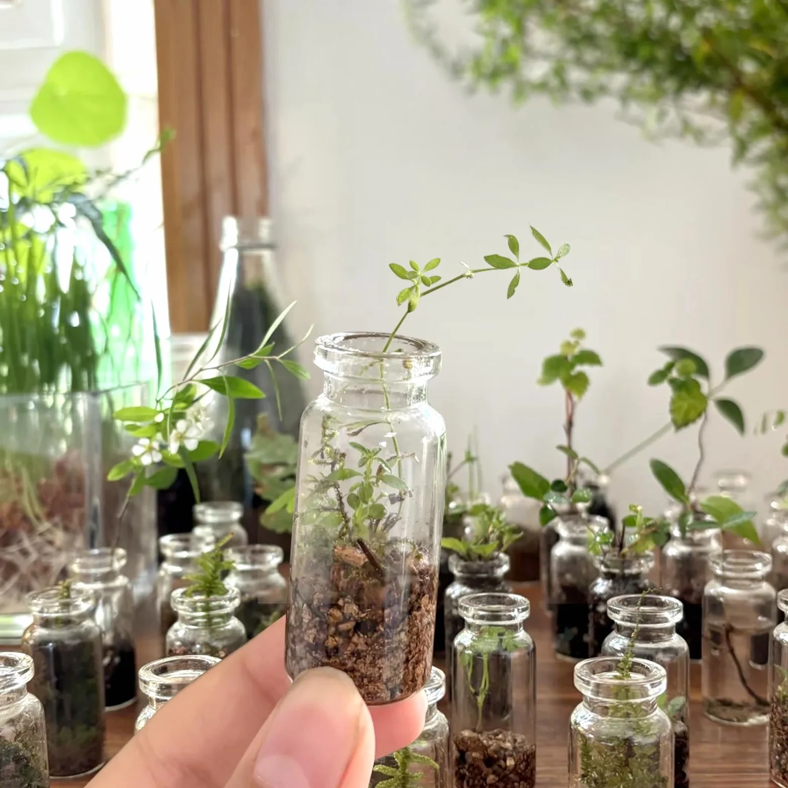 Mini bouteilles en verre 25ml avec bouchons en liège, flacons vides pour épices, mariage, décoration